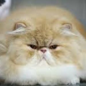 Meet your Posher, Brooklyn